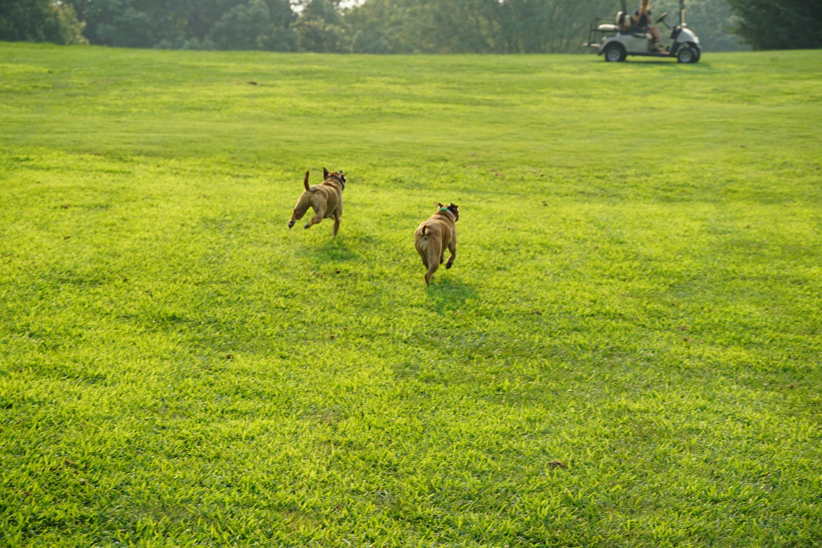 Dogs running at Lake of the Forest
