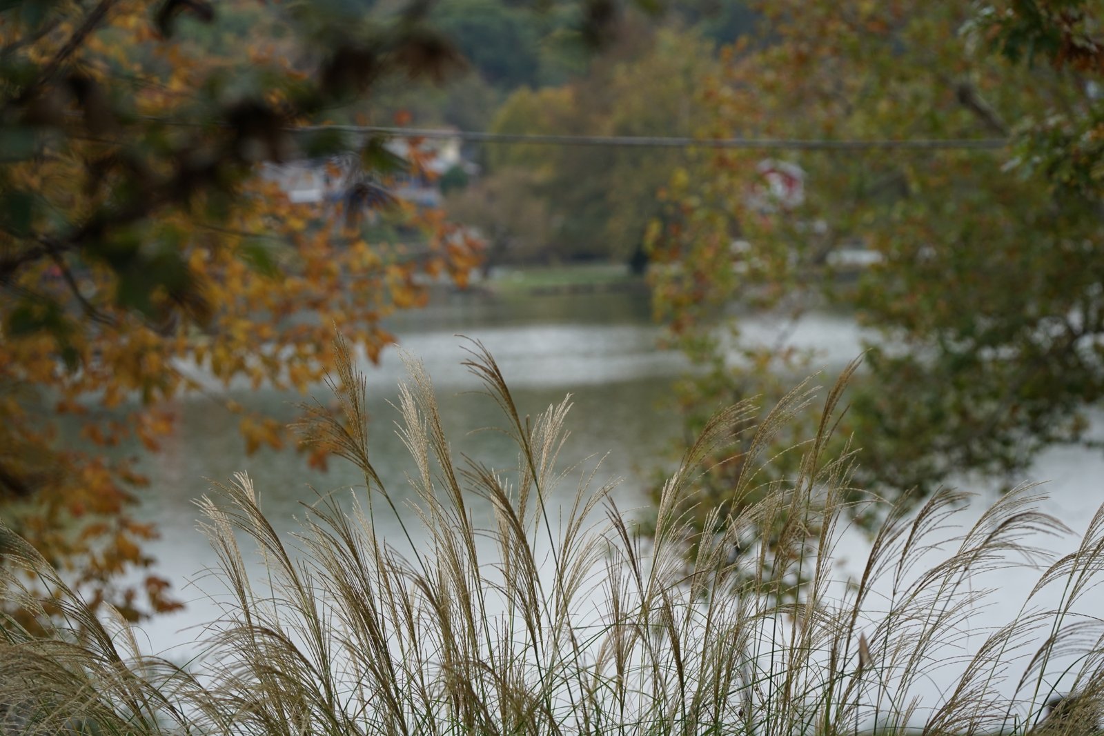 Fall grasses at Lake of the Forest